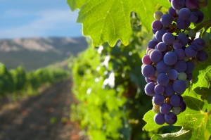 grapes on a background of mountains and vineyards